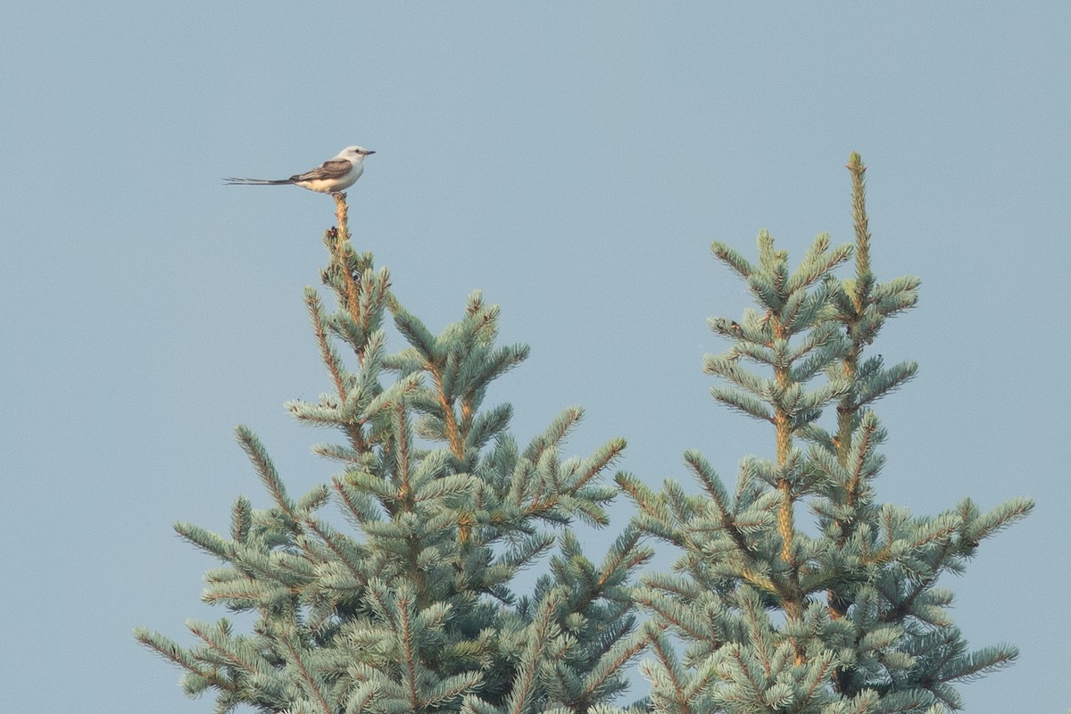 saksetyrann - ML647001393