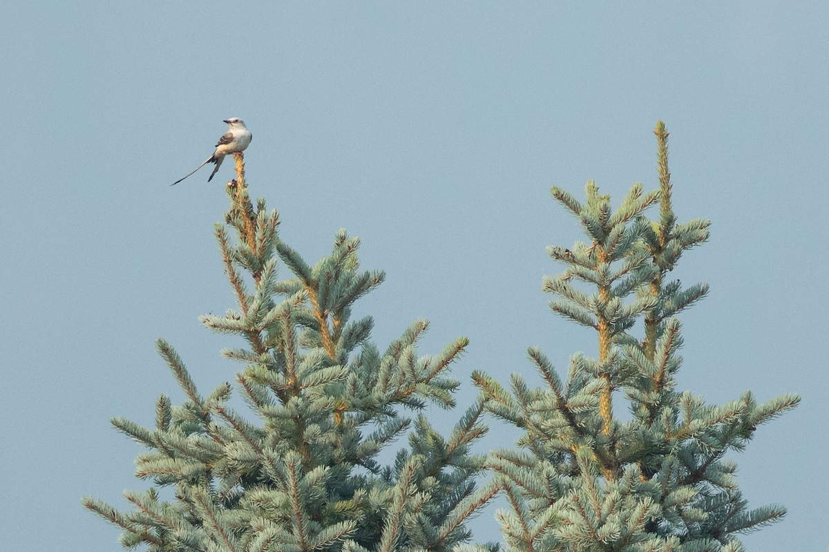 saksetyrann - ML647001394