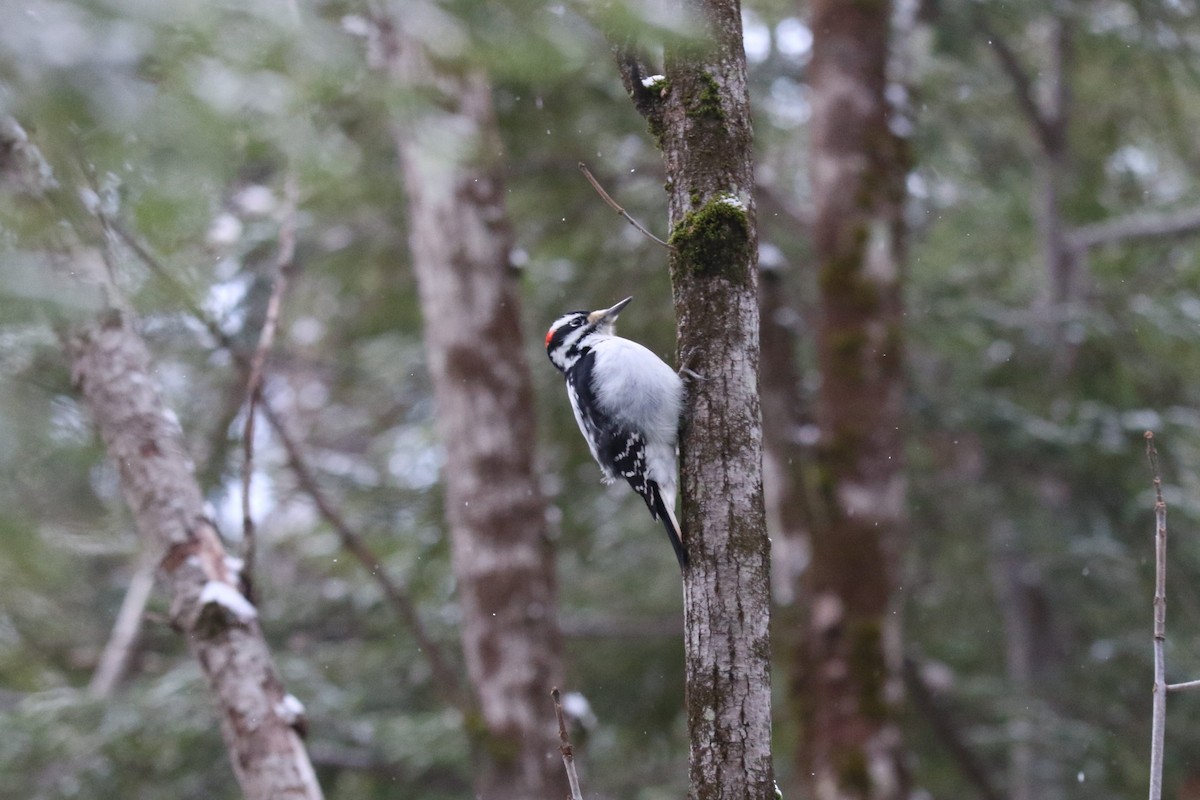 Волосатый дятел - ML647001395