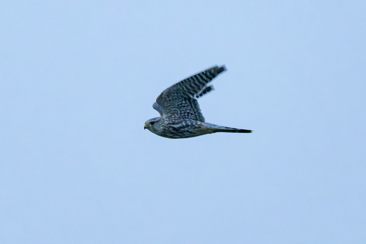 Дербник - ML647001397