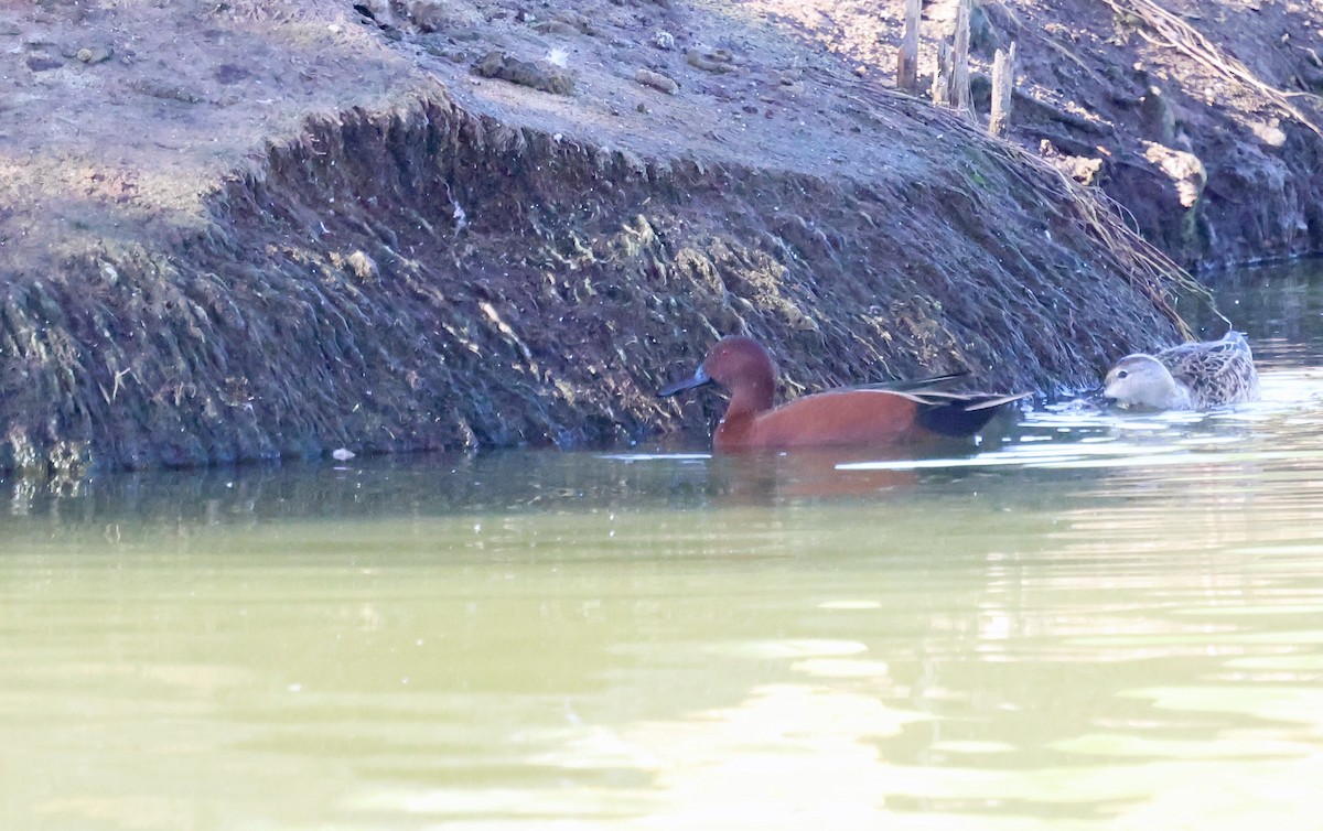 Cinnamon Teal - ML647001398