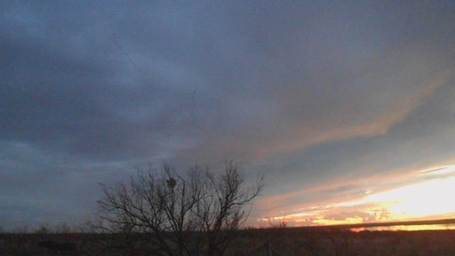 Гуска білолоба - ML647001399