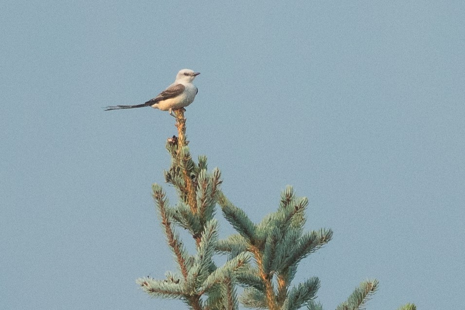 saksetyrann - ML647001400