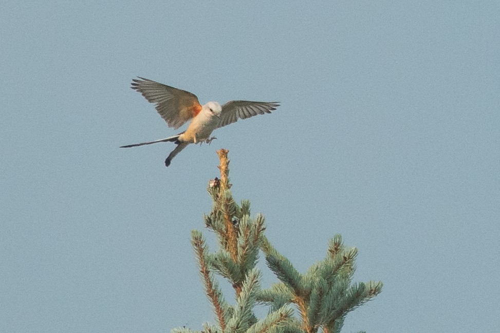 saksetyrann - ML647001401