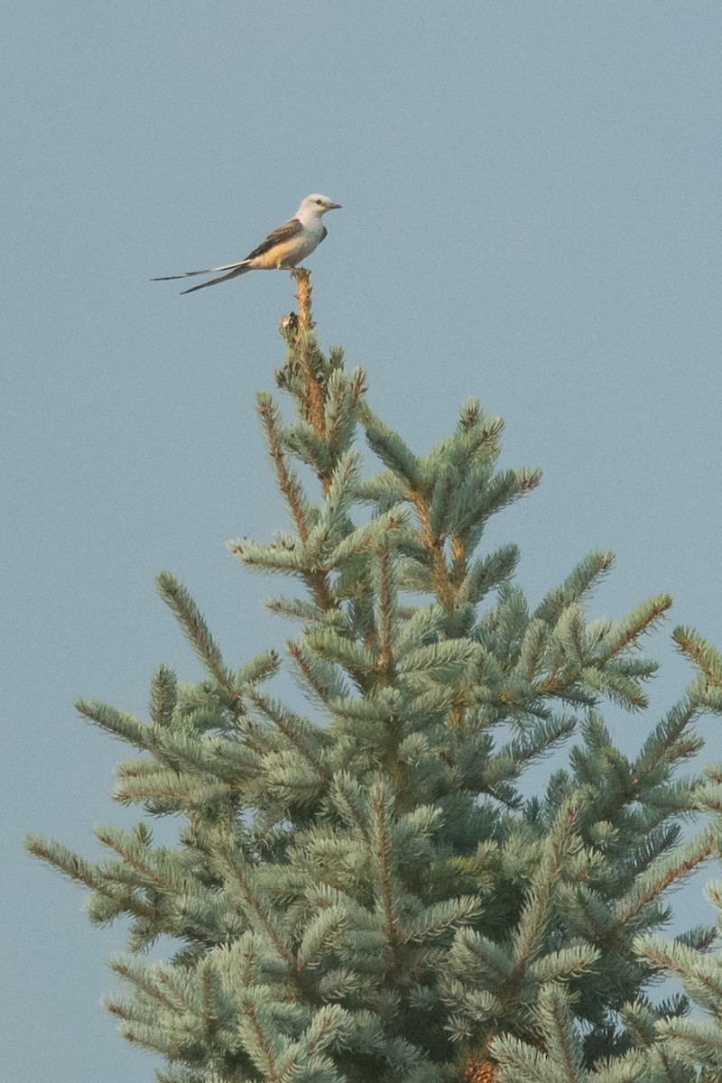 saksetyrann - ML647001402