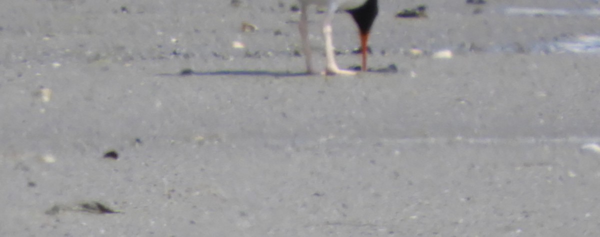 American Oystercatcher - ML647001408