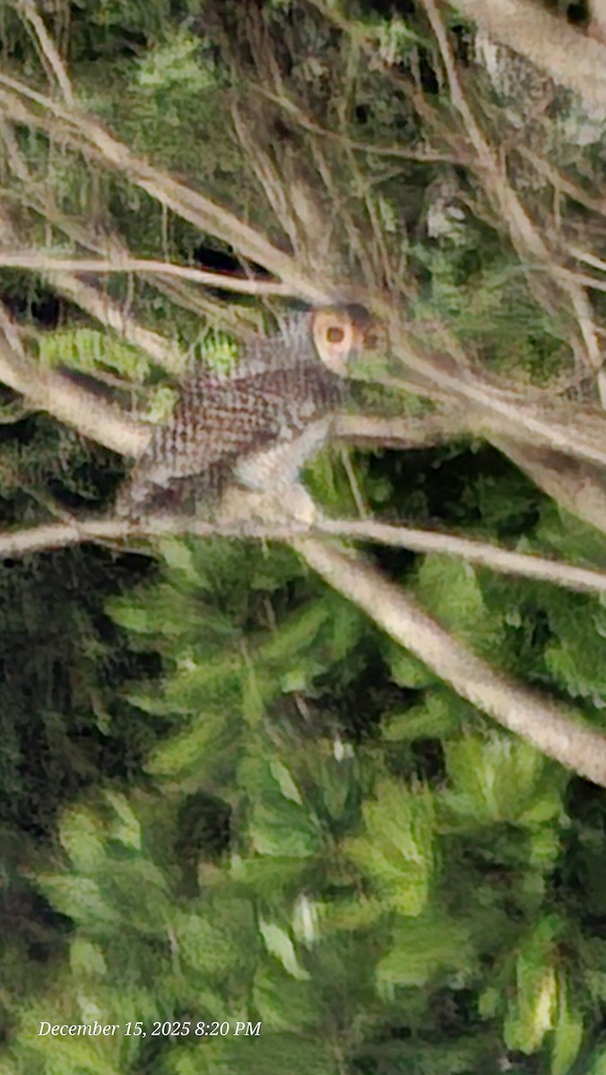 Пагодная неясыть - ML647001409