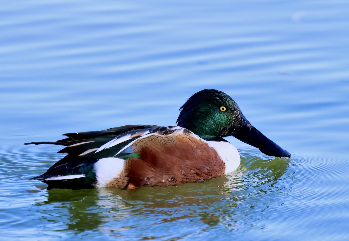 琵嘴鴨 - ML647001414