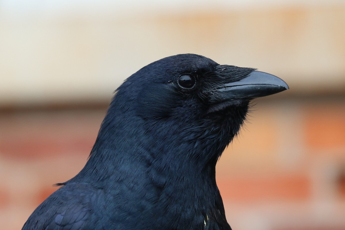 Balıkçı Karga - ML647001422