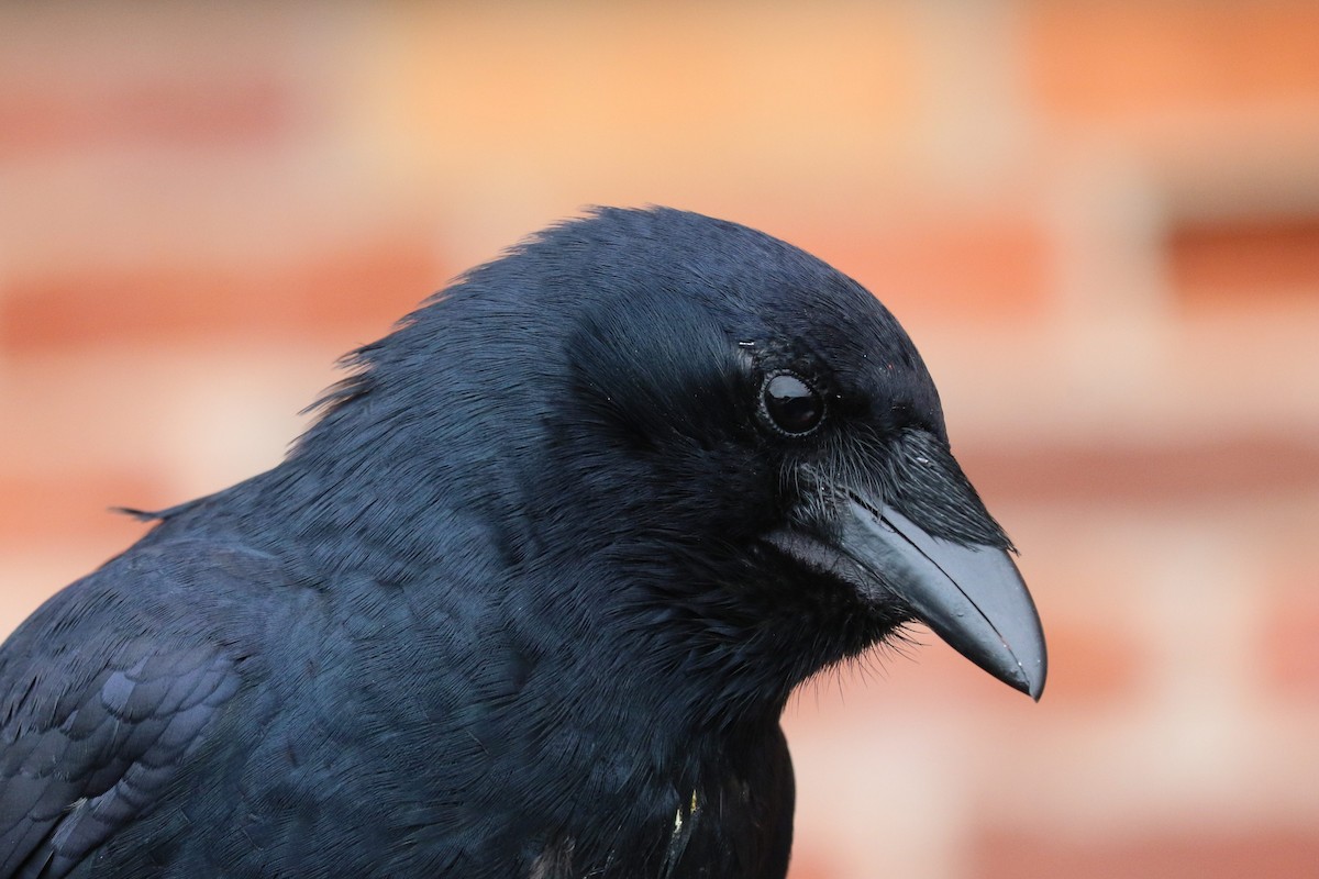 Balıkçı Karga - ML647001423