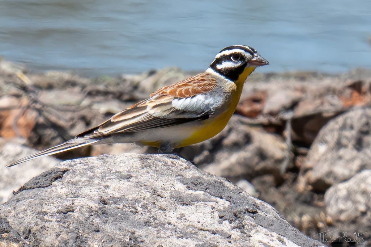 Golden-breasted Bunting - ML647001424