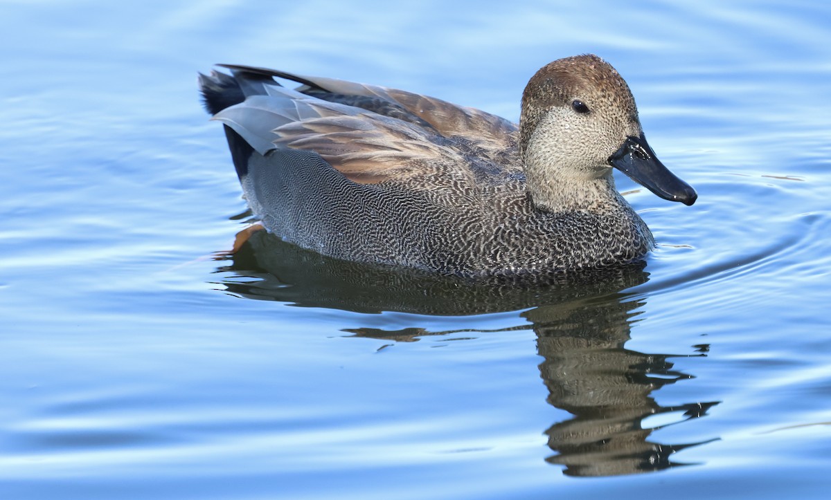 赤膀鴨 - ML647001425