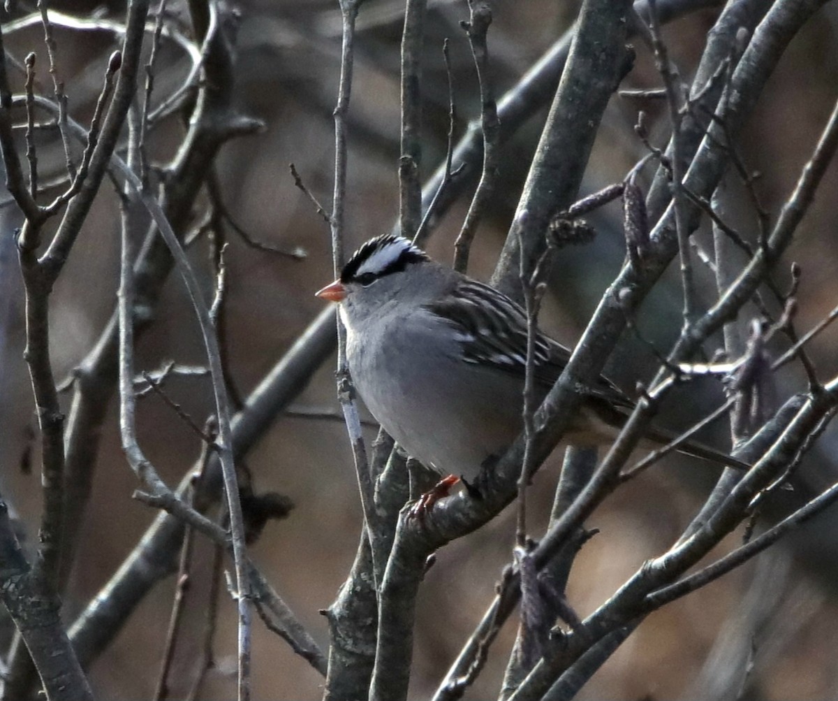 White-crowned Sparrow (leucophrys) - ML647001428