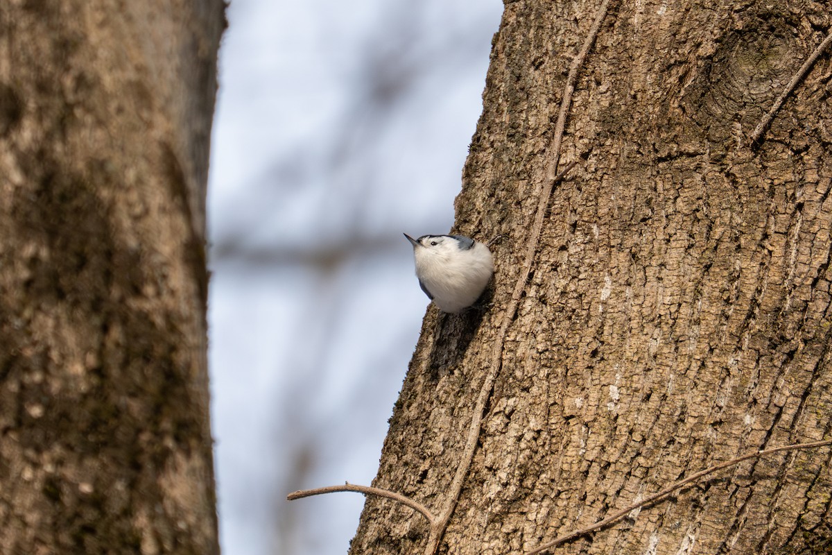 Sittelle à poitrine blanche - ML647001432