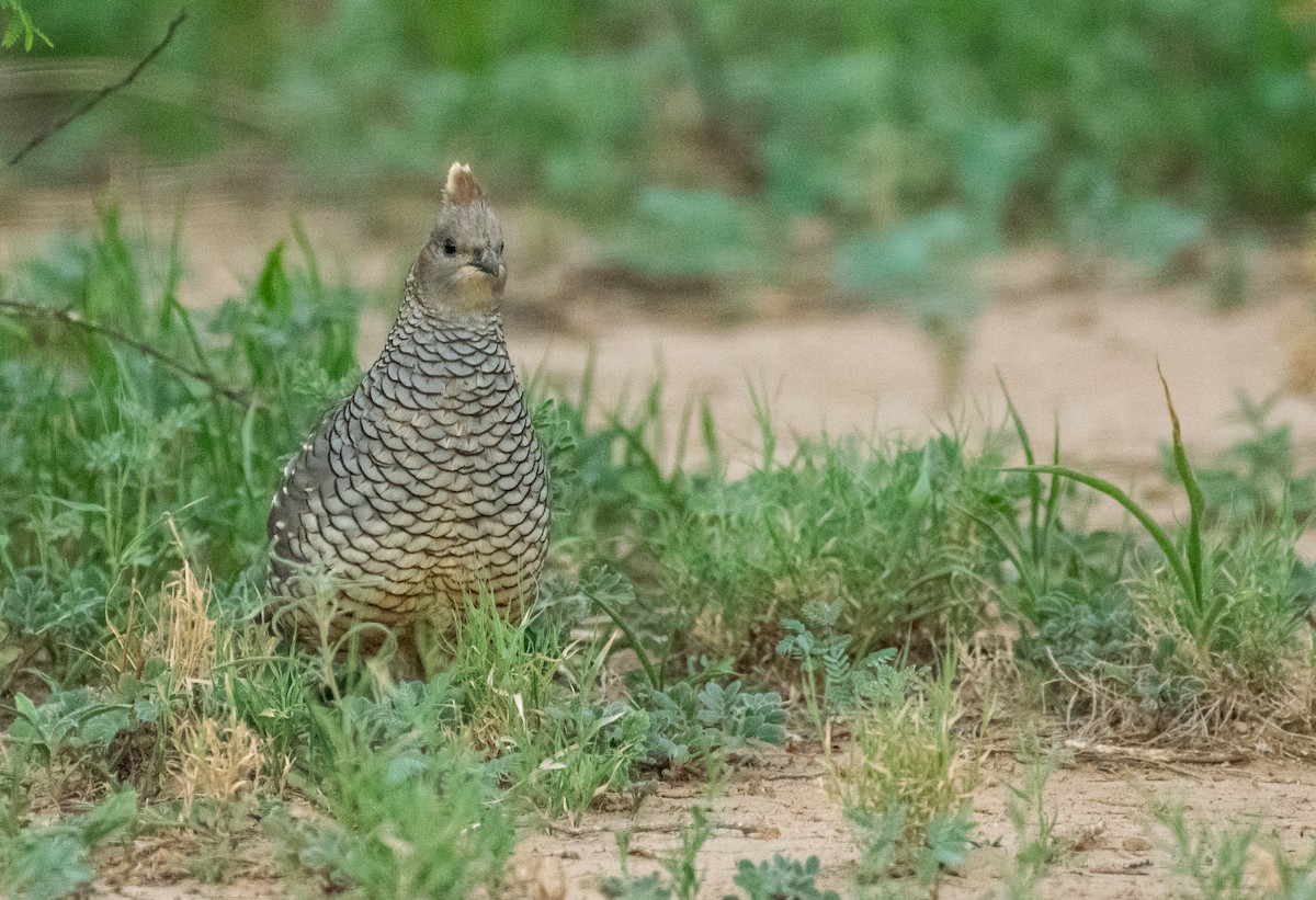 Scaled Quail - ML647001433