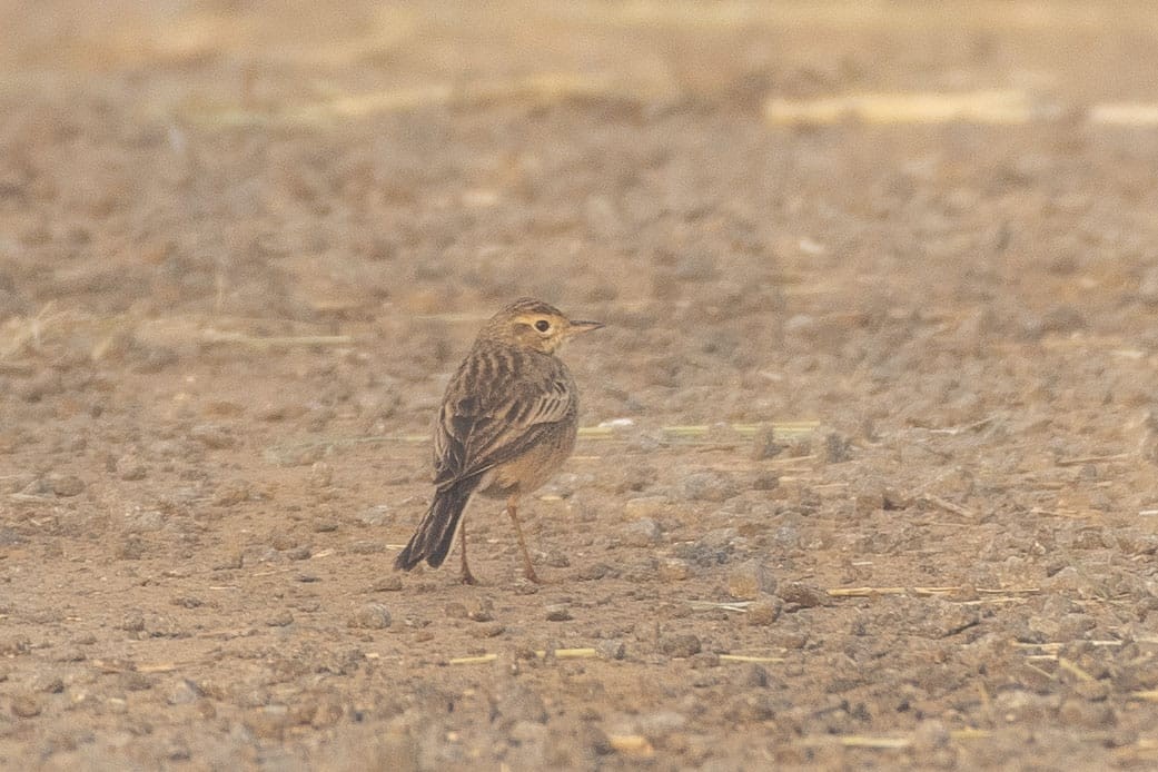 Blyth's Pipit - ML647001437