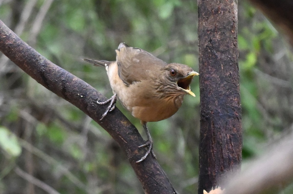 Merle fauve - ML647001444