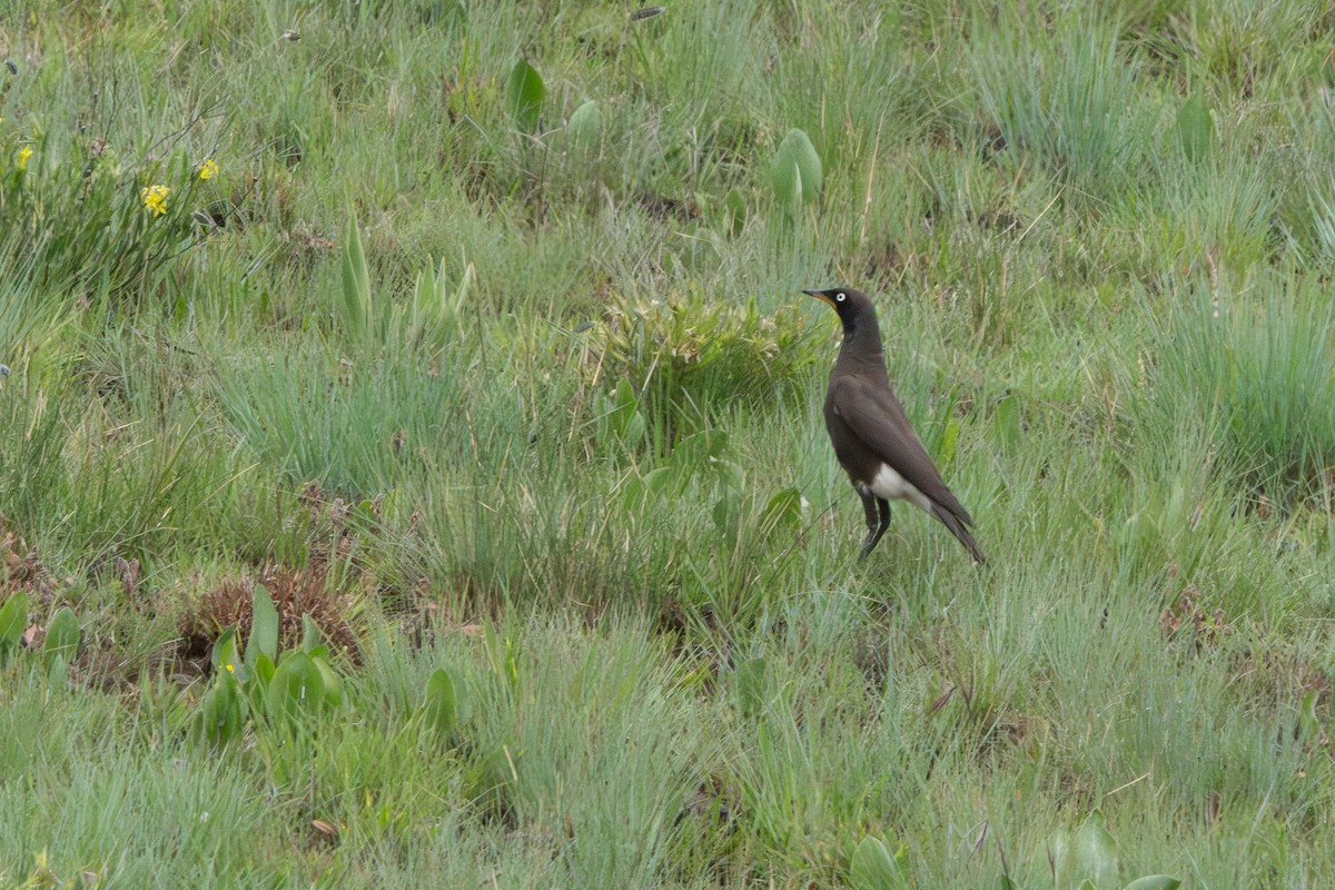 African Pied Starling - ML647001445