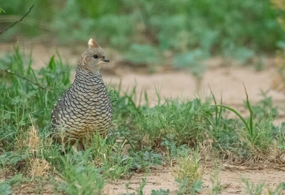 Scaled Quail - ML647001450