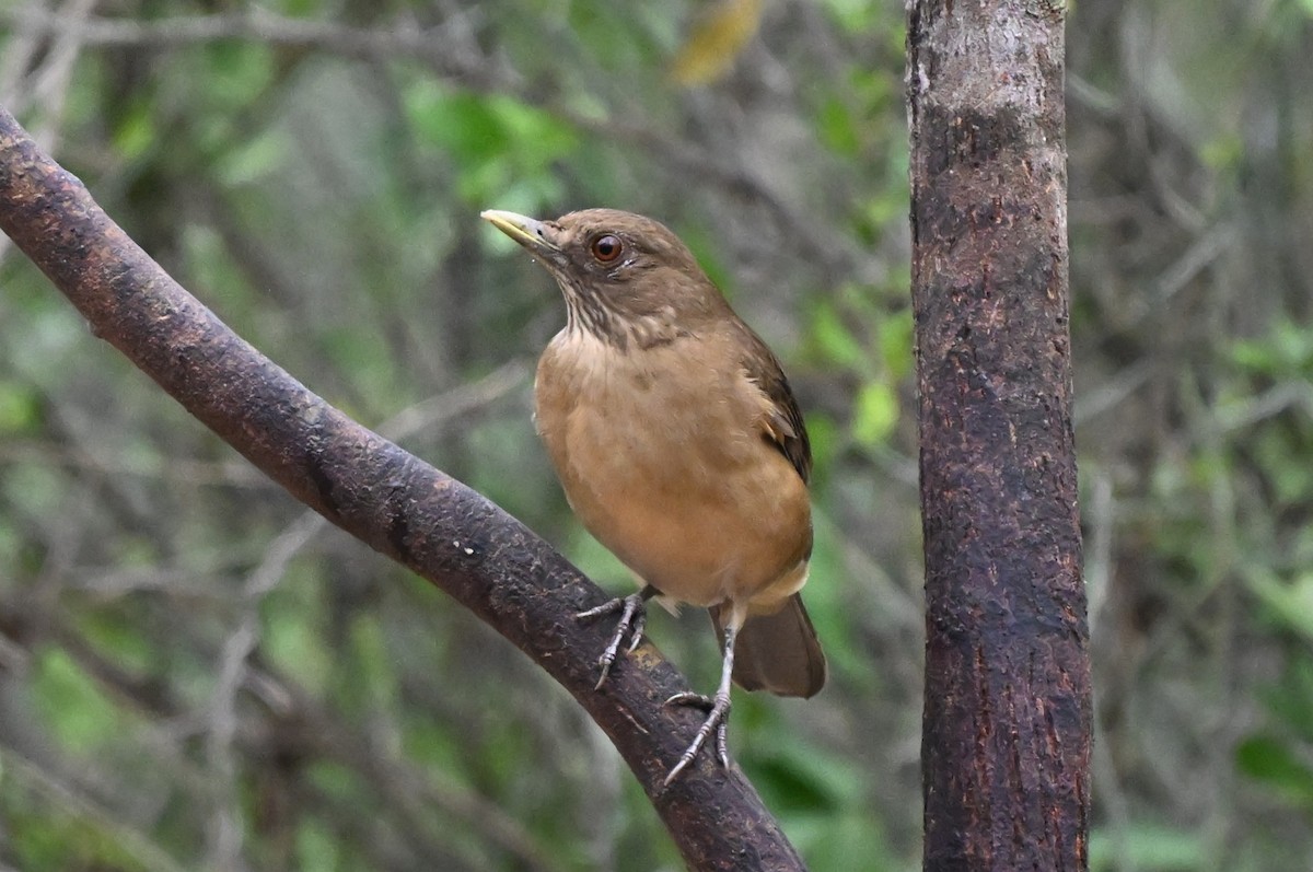 Merle fauve - ML647001455