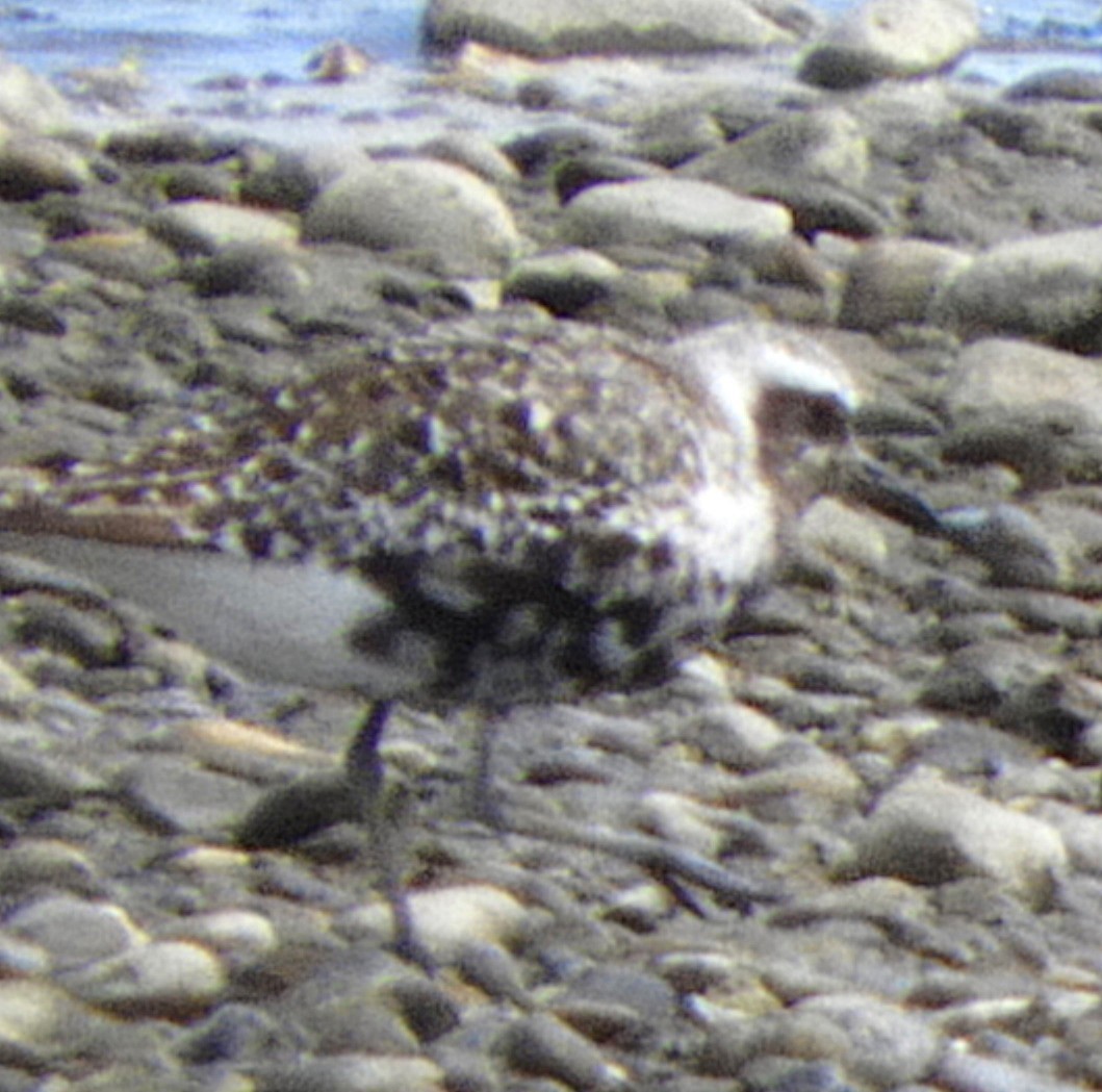 灰斑鴴 - ML647001461