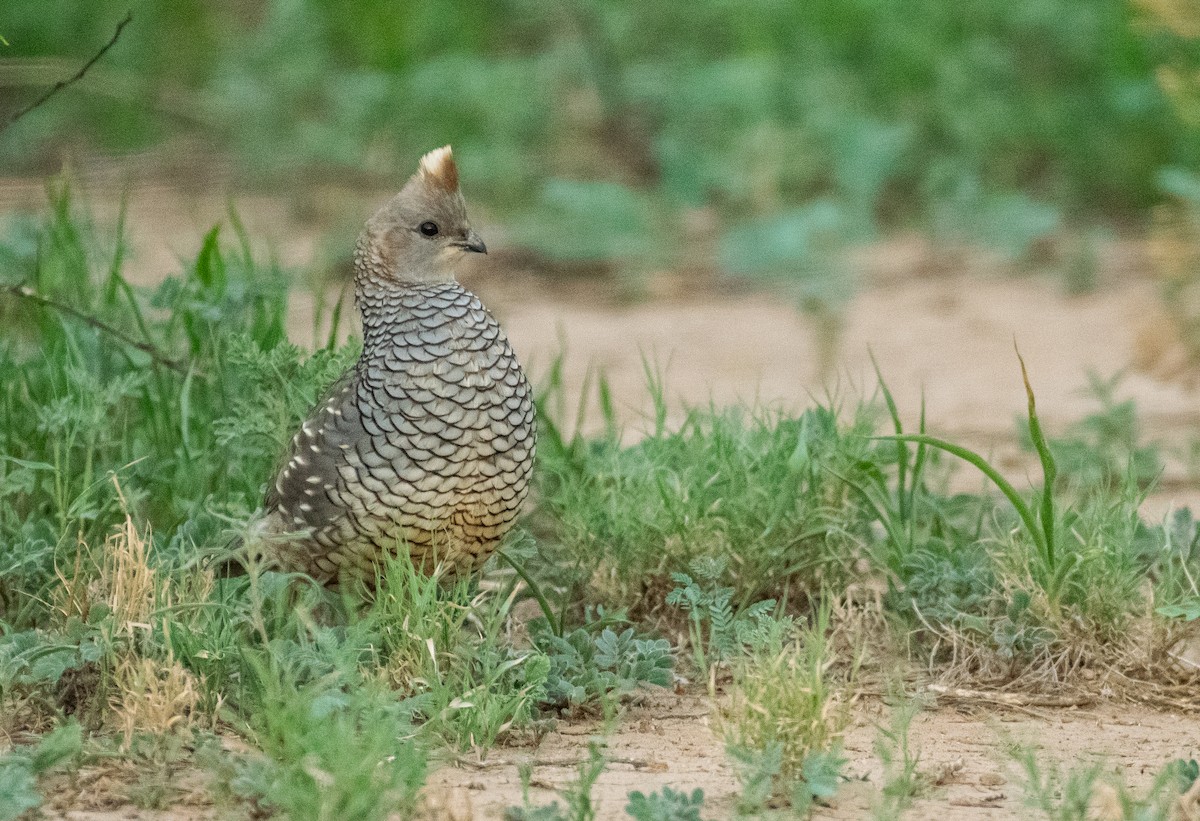 Scaled Quail - ML647001463