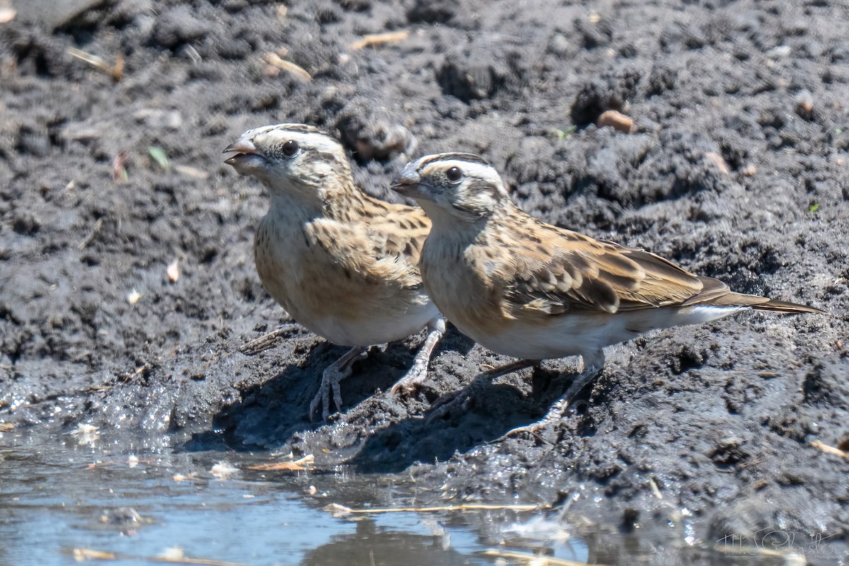 Eastern Paradise-Whydah - ML647001464
