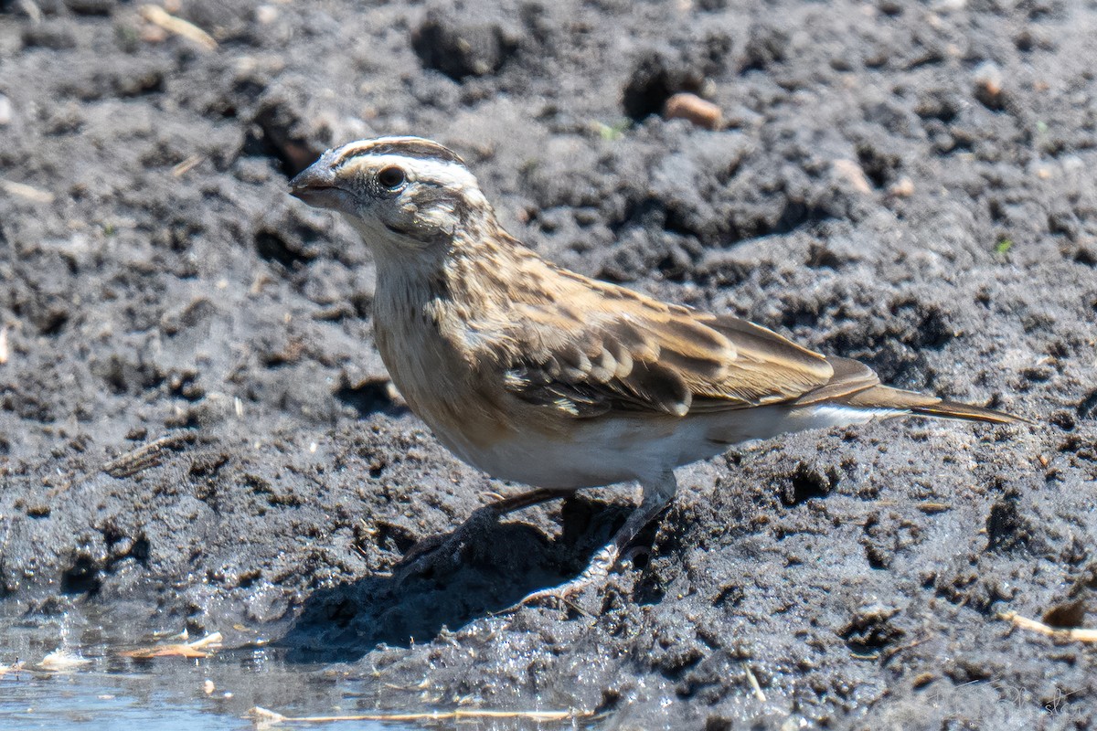 Eastern Paradise-Whydah - ML647001465