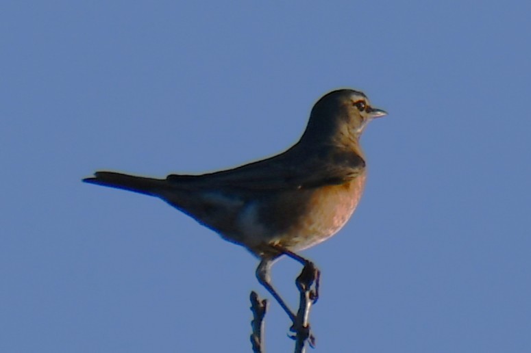 American Robin - ML647001466