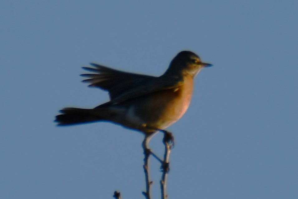 American Robin - ML647001467