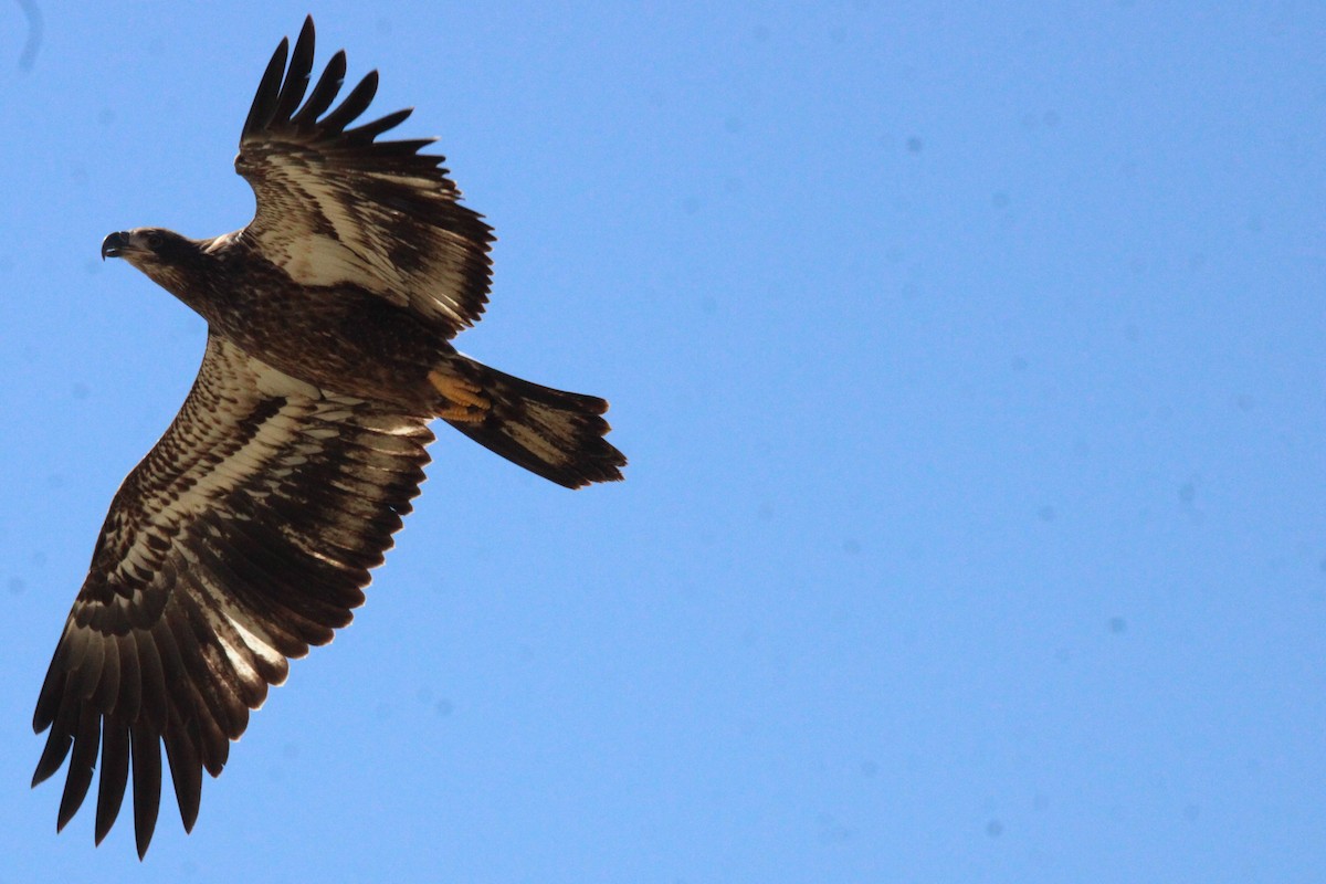 orel bělohlavý - ML647001468