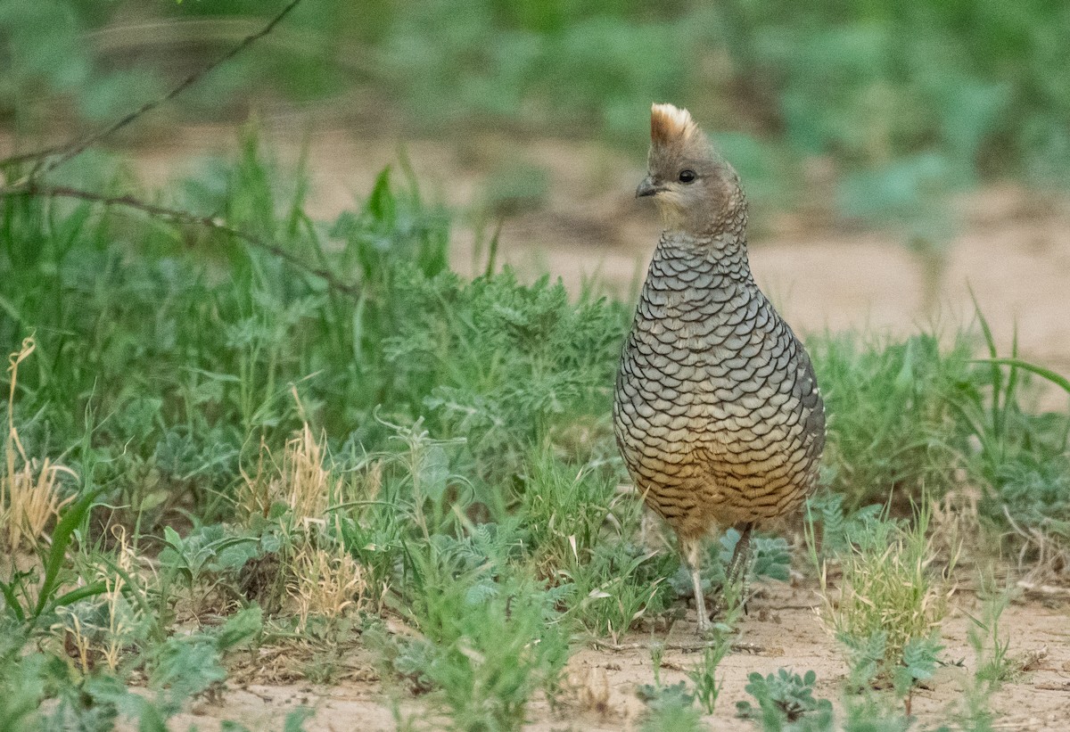 Scaled Quail - ML647001476