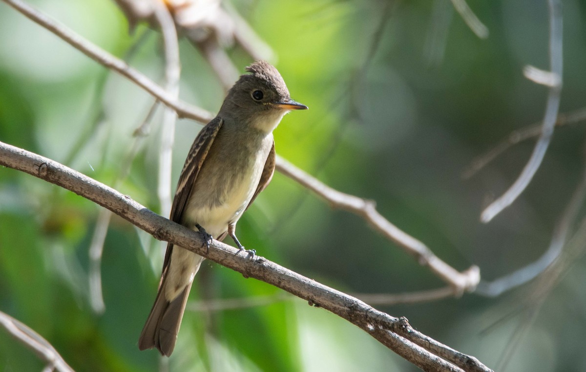 Western Wood-Pewee - ML647001477