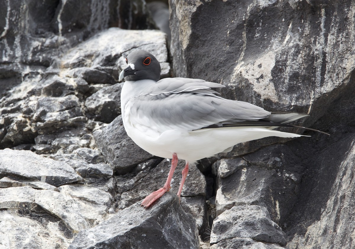 アカメカモメ - ML647001478