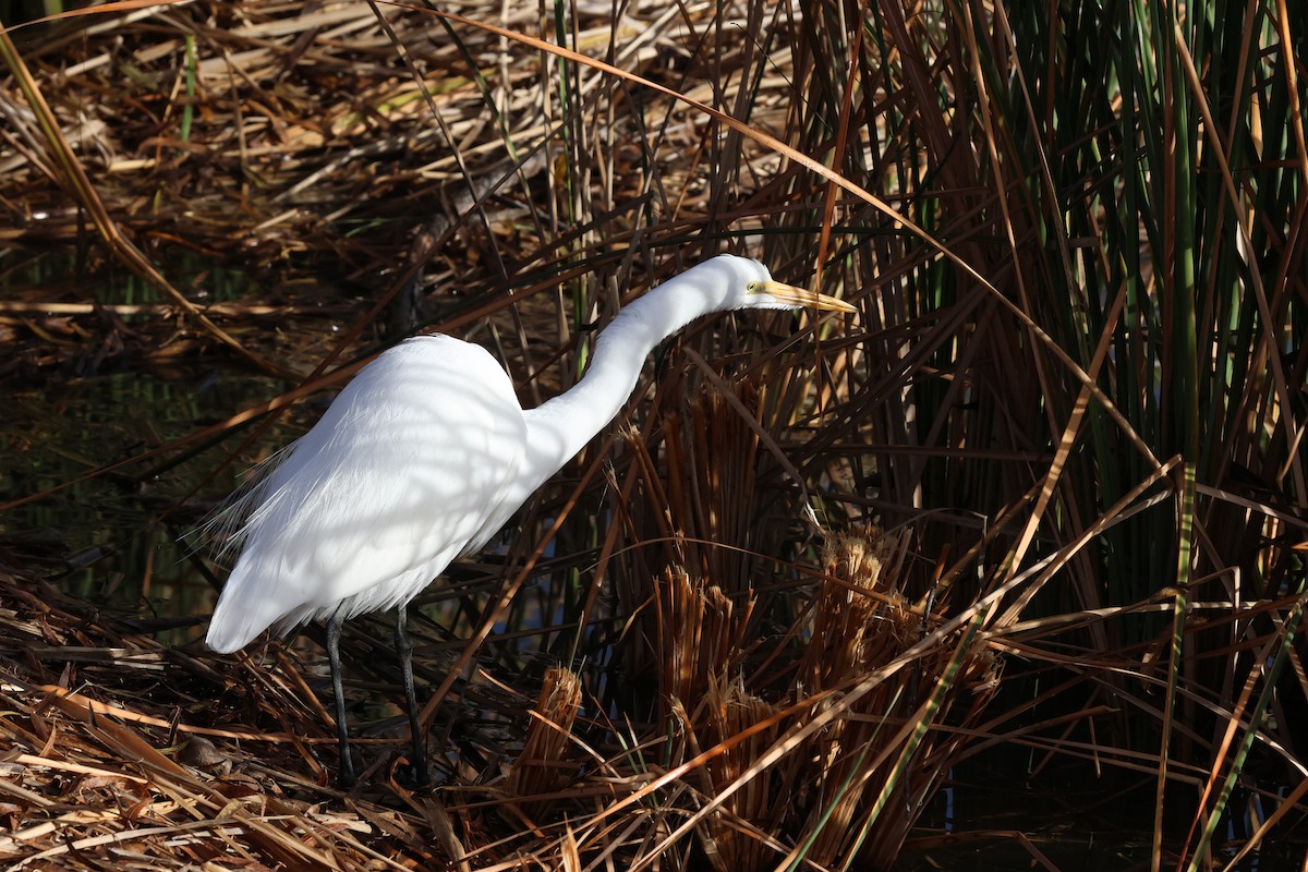 大白鷺 - ML647001479