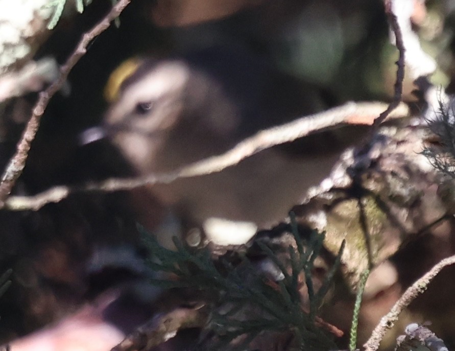 Reyezuelo Sátrapa - ML647001484