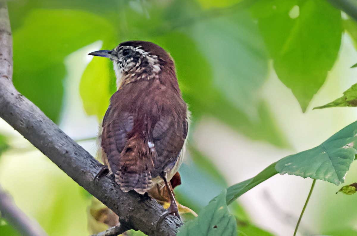 Carolina Wren - ML647001485