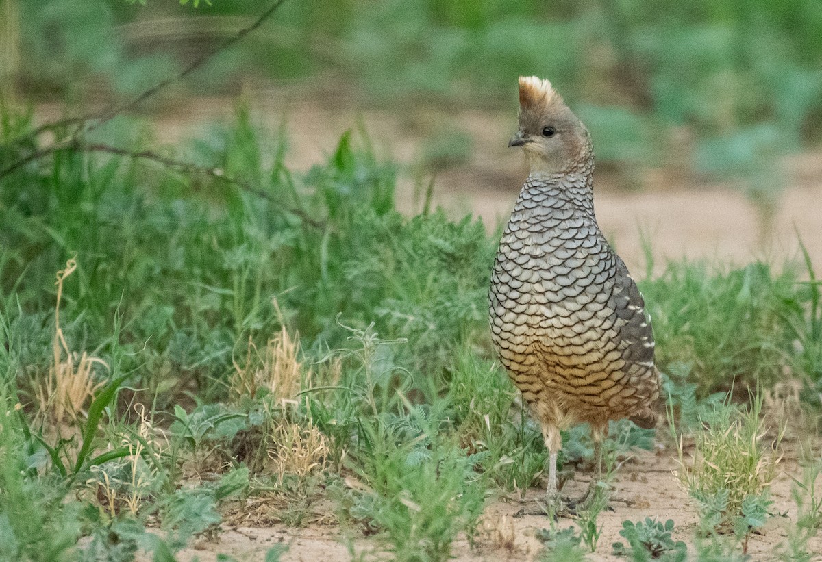 Scaled Quail - ML647001486