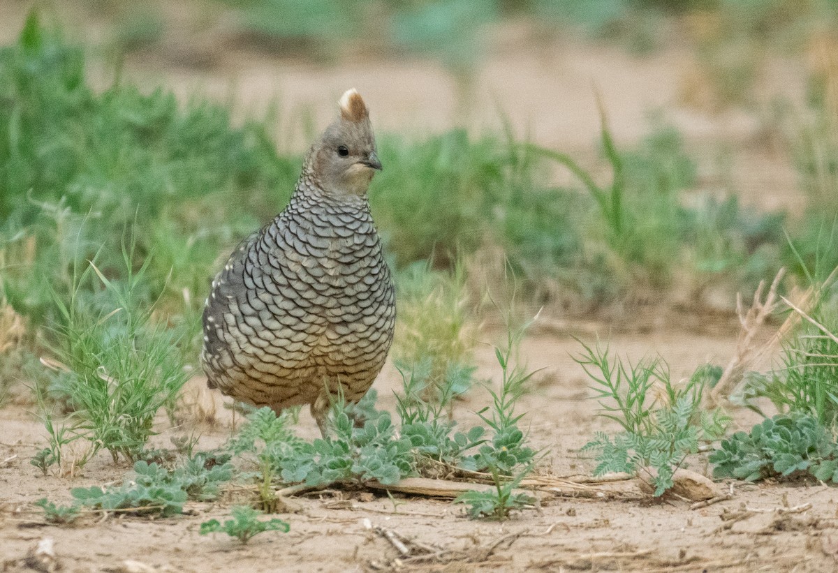 Scaled Quail - ML647001500