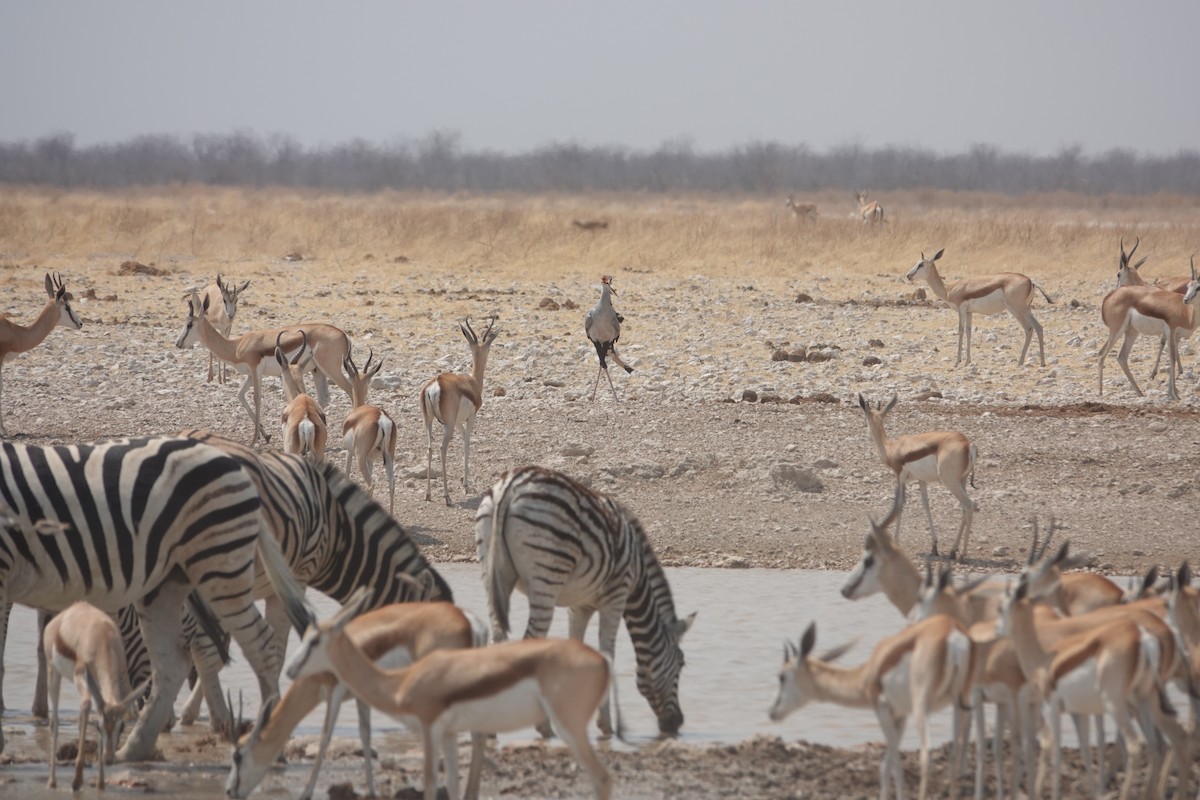 Secretarybird - ML647001503