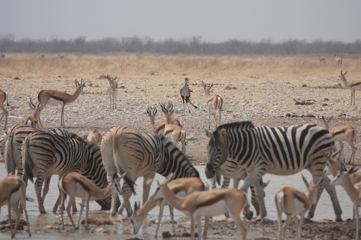 Secretarybird - ML647001504