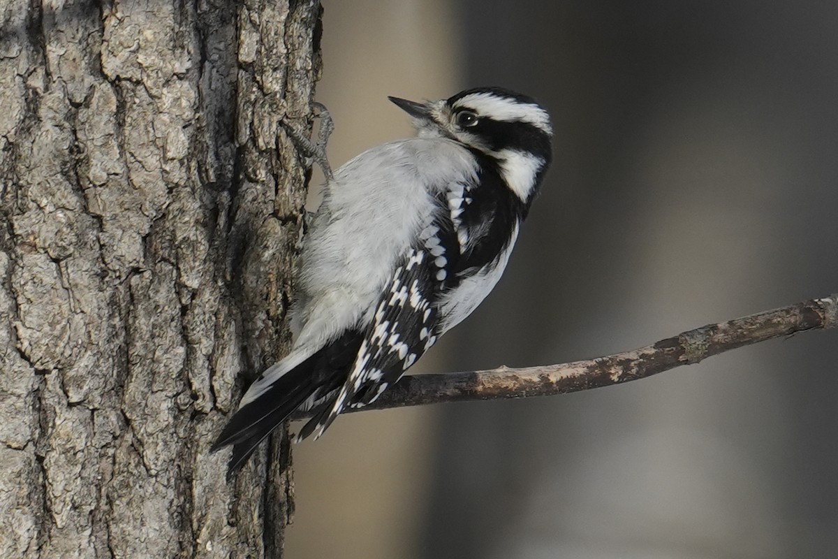 Downy Woodpecker - ML647001505