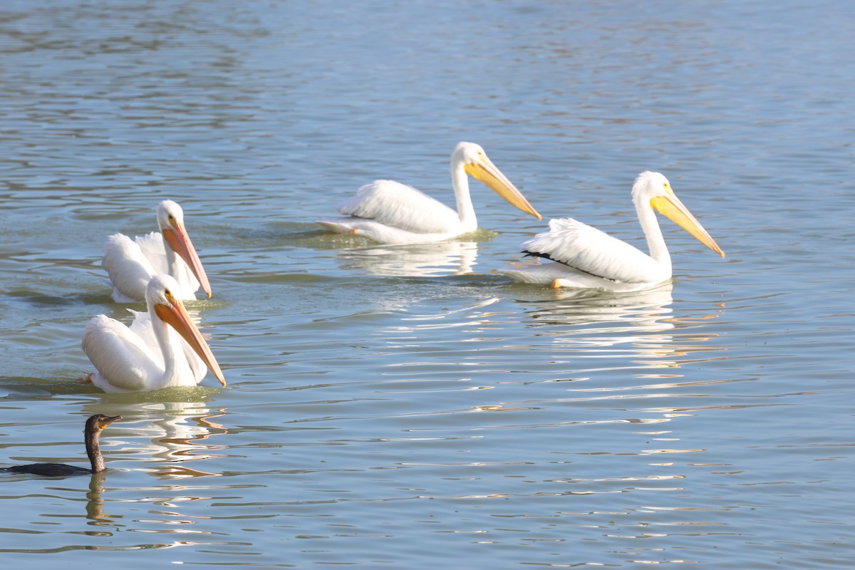American White Pelican - ML647001506