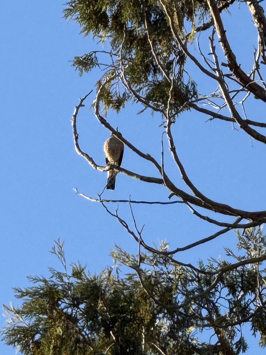 Sharp-shinned Hawk - ML647001509