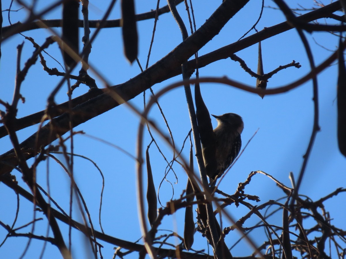 knøttspett - ML647001511