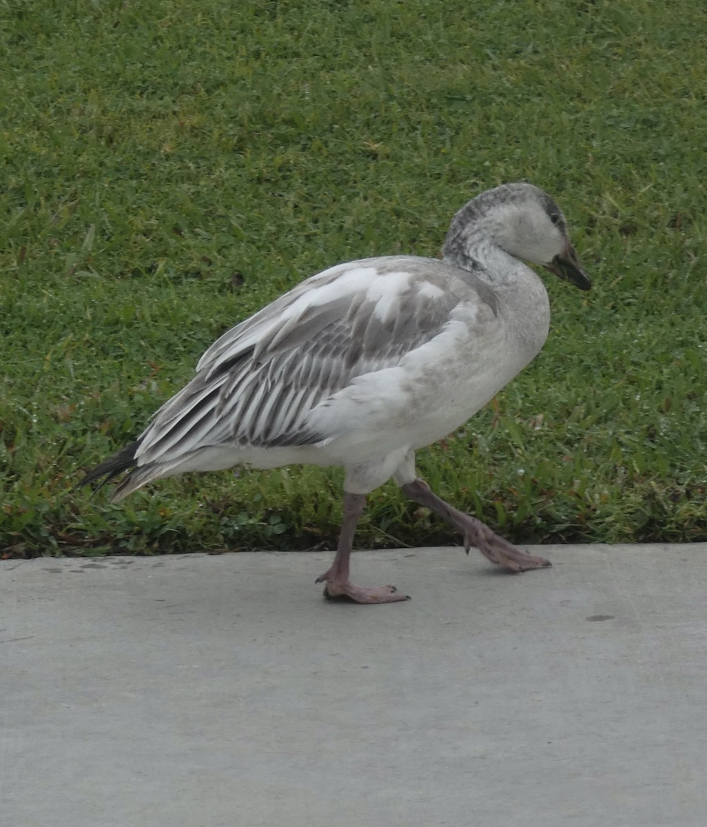 Oca delle nevi - ML647001512