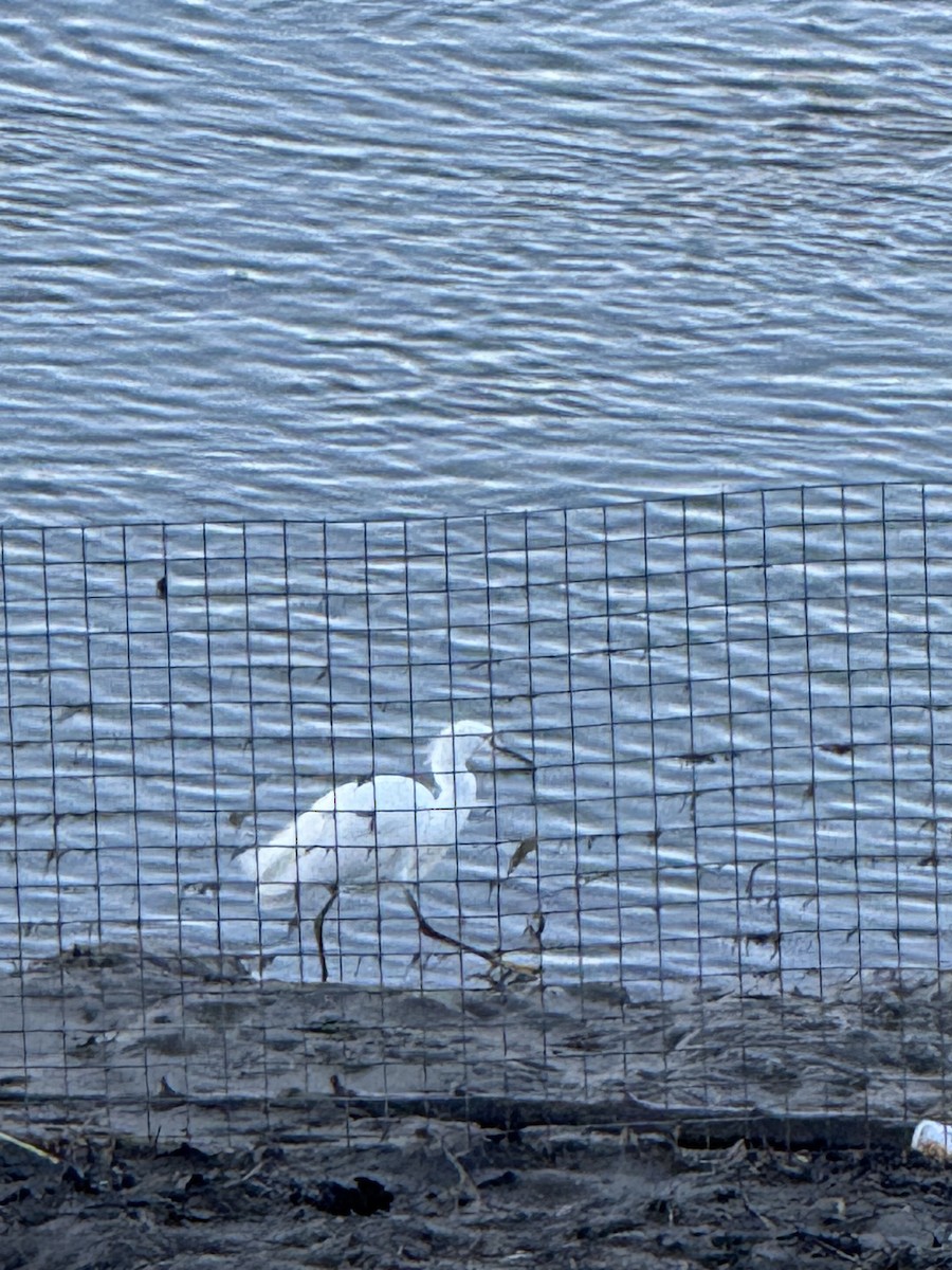 ユキコサギ - ML647001521