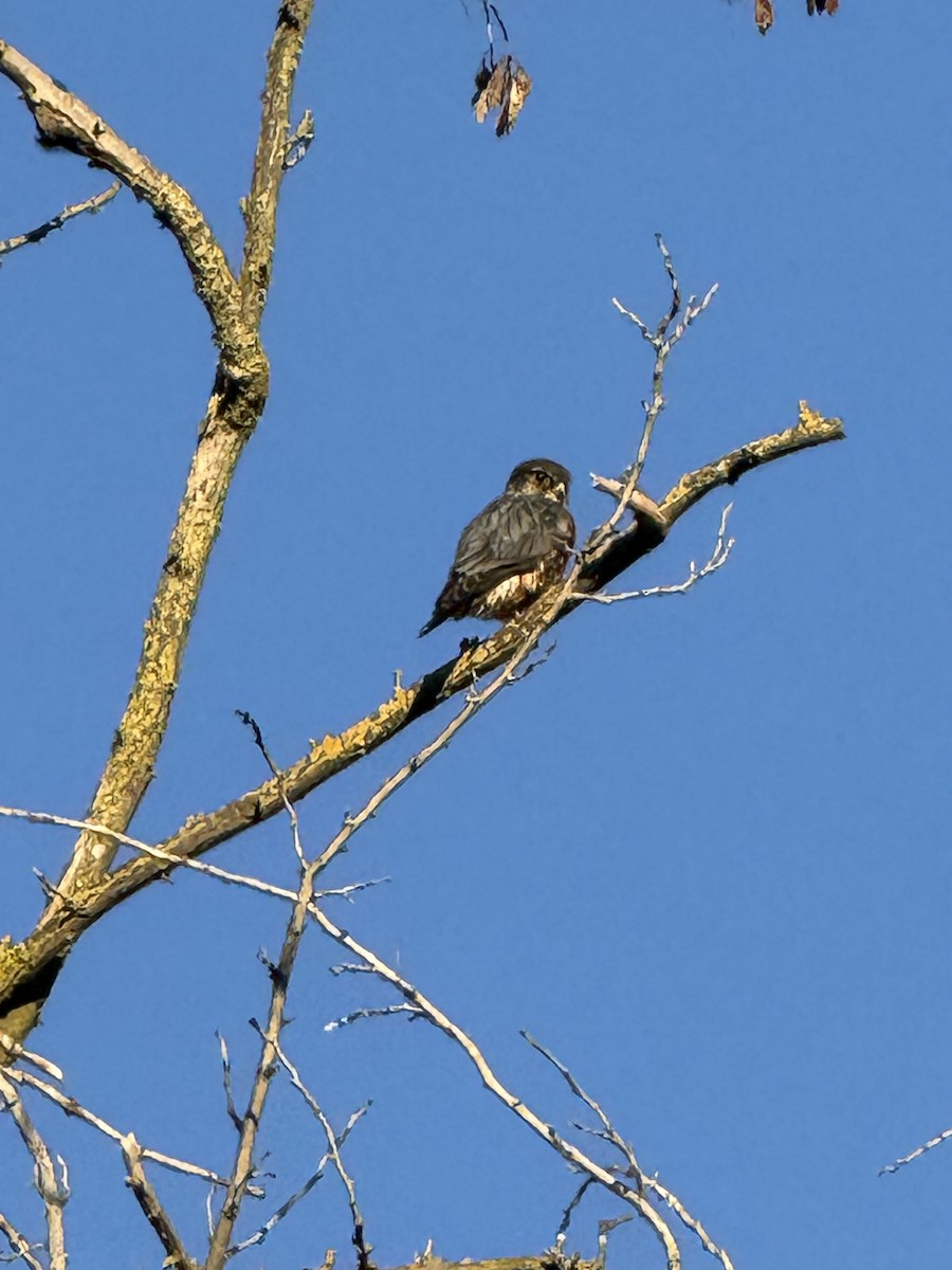 Merlin - ML647001526