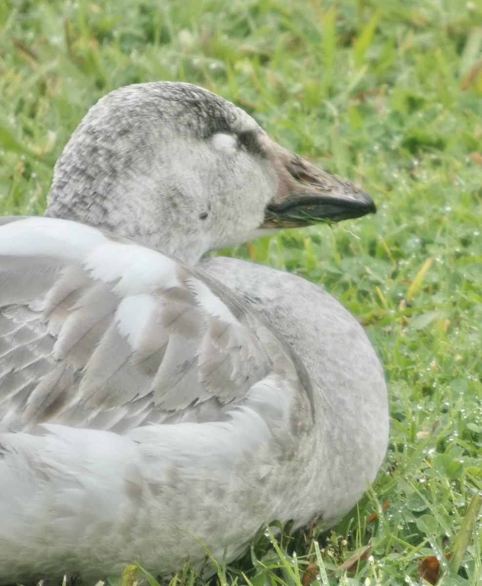 Oca delle nevi - ML647001529