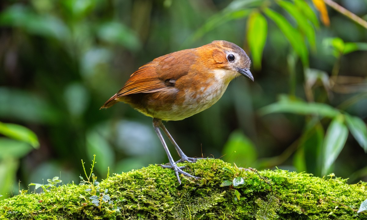 Rusty-tinged Antpitta - ML647001531